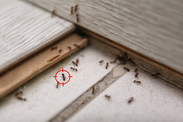 Best Termite Control Services  in El Valle De Arroyo Seco, NM